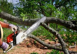 Best Storm Damage Tree Cleanup  in Mino, CA