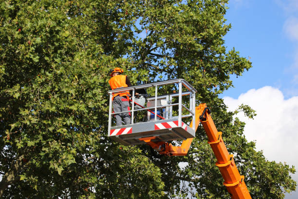 Trusted Camino, CA  Tree Services Experts