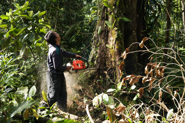 Why Choose Our Tree Removal Services in Camino, CA?